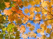 2 ноября. Приметы дня