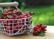 Раньше было принято собирать и сушить шиповник