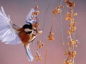 Приметы и обряды на 20 июля - Авдотья Сеногнойка