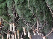 В Харьковской области за незаконной вырубкой елок следит дрон