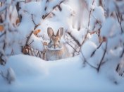 Заяц зимой может нанести непоправимый вред