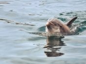 Все, как у людей: дельфинам-левшам сложнее взаимодействовать со стаей