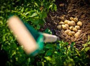 Картопля буде великою і смачною