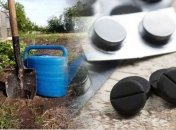 Использование активированного угля на огороде