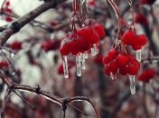 Ледяное царство: замерзший после дождя Харьков попал на фото