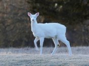 Олень з білим кольором