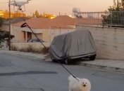 Дрон вигулює собаку на Кіпрі через карантин (Відео)