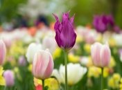 Яке свято 13 травня: народні прикмети і заборони