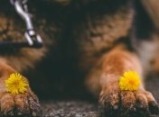 "Душил" пса на улице: В Сумах задержали мужчину за жестокое обращение с животными