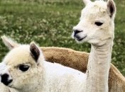 Ламы против Covid-19: антитела животных хотят использовать в лечении вируса
