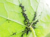 Тля исчезнет почти без следа