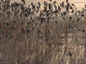 Произошло возгорание 800 га камыша