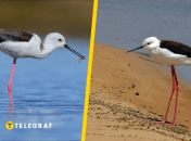 Ходулочник