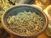 В Запорожье разоблачили плантатора марихуаны