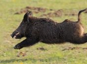 "Чернобыльские" радиоактивные кабаны терроризируют леса Германии 