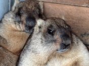 Коли відзначати День бабака: традиції