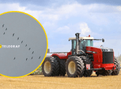 Птицы в поле