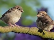 У певчих птиц нашли хромосому, которая обладает рядом преимуществ