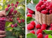 Малина порадует сладкими ягодами, если в мае ее хорошо удобрить