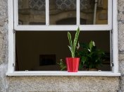 Кімнатні квіти можуть бути не тільки прикрасою