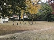 Кенгуру "захватили" столицу Австралии