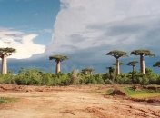 Потрясающая Африка: невероятная дорога баобабов (Фото)