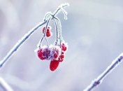 В Украину может вернуться "весенний" мороз