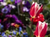 Прогноз погоды на 19 мая: Местами температура поднимется до 30° тепла