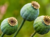 В Винницкой области пенсионерка подрабатывала сбывая наркотики