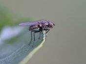 Узнайте, как избавиться от мух в доме