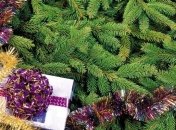 В Житомире новогодние елки перерабатывают на топливо для котельных