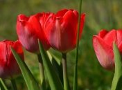 Приметы и обряды на 2 мая – День Ивана Воина