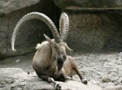 Альпийский горный козёл