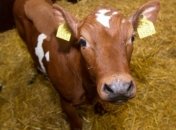 Ученые впервые показали клонированного теленка