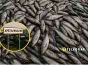 В Хмельницком массово гибнет рыба