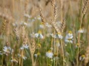 Синоптики рассказали, какой будет погода в последние дни лета