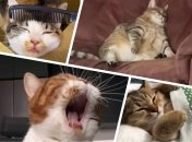 Коты лучше всех знают, как важен сон