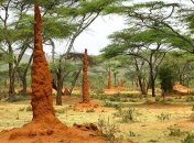 Термитофилия оказалась ровесницей динозавров