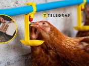 Курица пьет воду из поилки