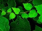 Прогноз погоды в Украине на 14 июля: пройдут дожди