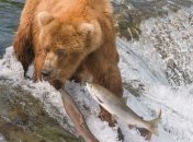 Промысел лосося запрещен в прибрежных районах Баренцева моря