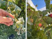 Є кілька способів врятувати малину від заморозків