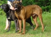 Японская тоса попала в список самых опасных пород