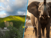 Скала, при определенных условиях, похожа на слона