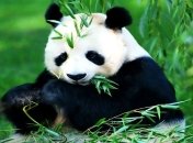 Ученые выяснили подробности бамбуковой диеты для панд