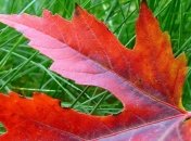 Погода в Украине на сегодня: на всей территории потеплеет