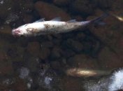 Из-за жары в Днепре массово гибнет рыба