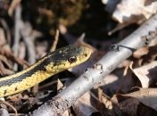 Ломают стереотипы: змеи умеют формировать стабильные социальные связи