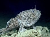 Обнаружена рыба, которая умеет ходить по дну (Видео)