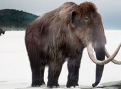 Ученые установили причину вымирания последних мамонтов Земли